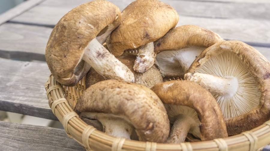 un panier de champignons