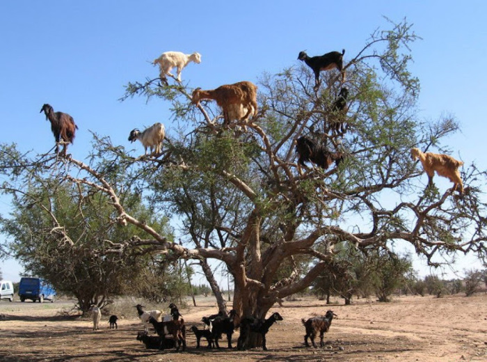 arbre à chèvre