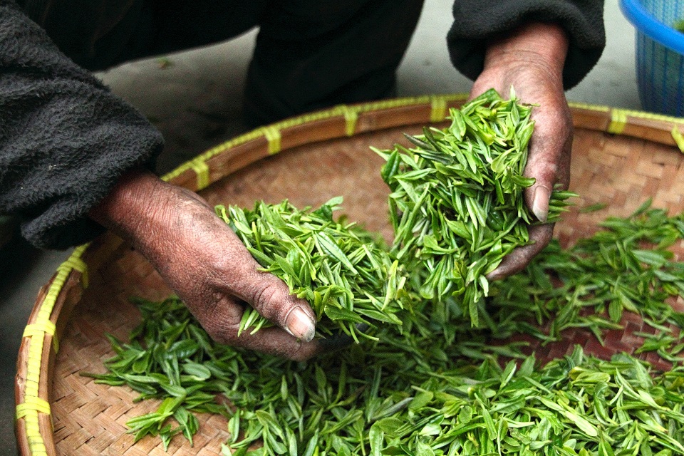 Les feuilles de thé vert anti-cancer