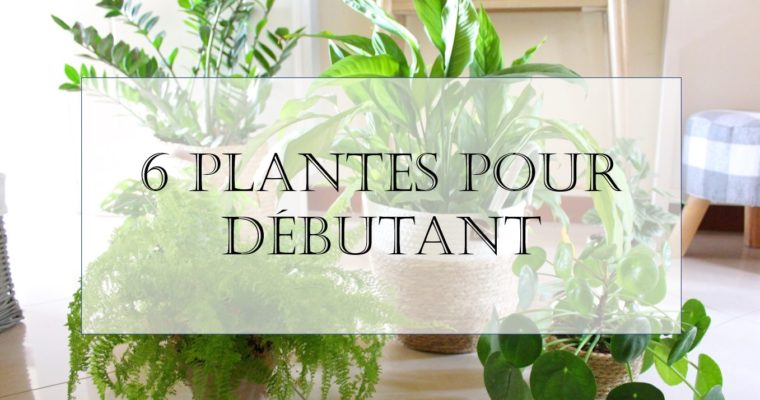 6 plantes vertes pour les débutants