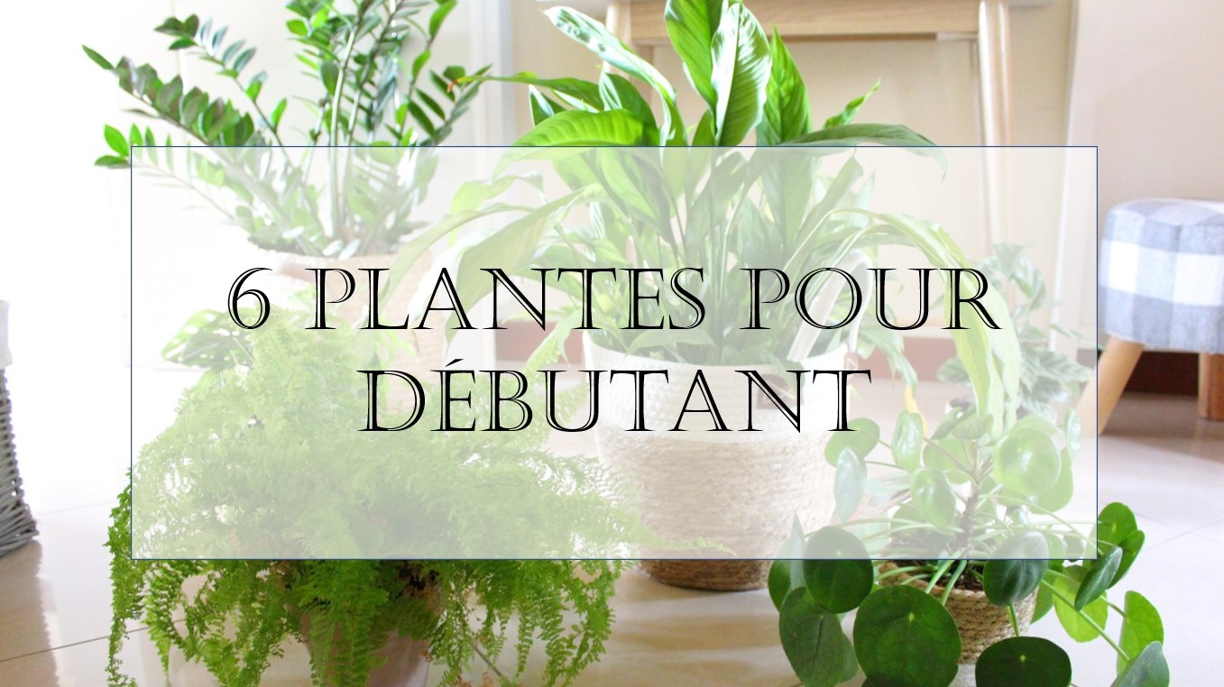 10 plantes à la floraison verte pour un jardin tout en nuances !