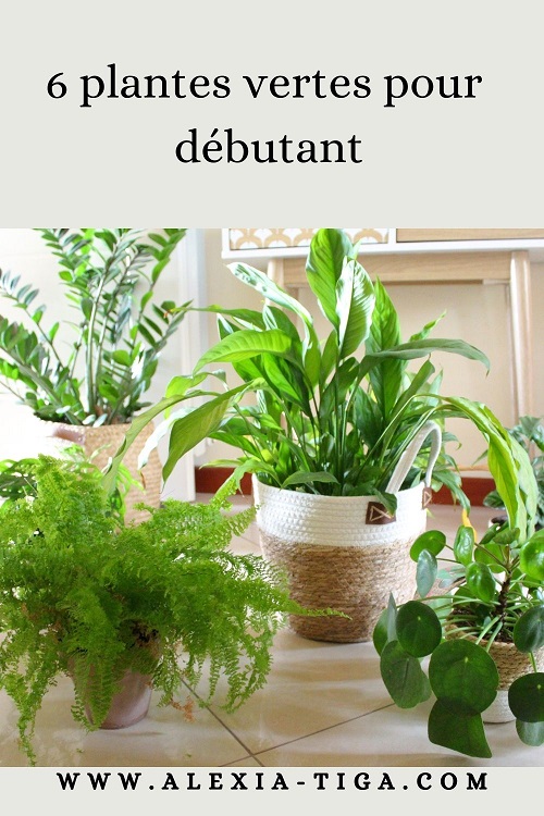 6 plantes pour débutant