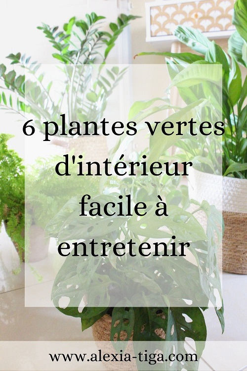 6 plantes pour débutant