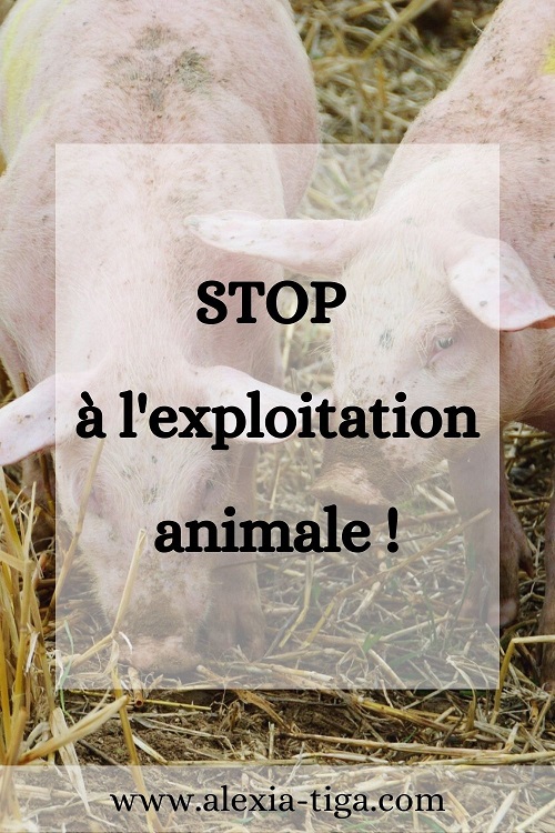 stop à l'exploitation animale