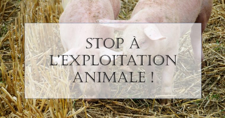 Stop à l’exploitation animale