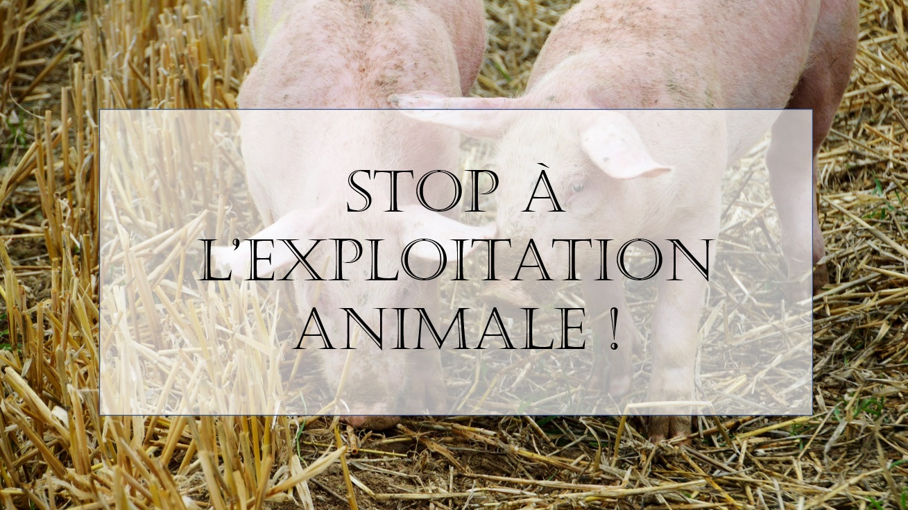 Stop à l’exploitation animale